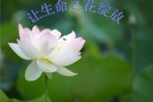 用“花绽放”造句