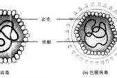 用“病毒体”造句