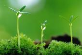 用“植物保护”造句