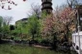 用“僧伽”造句