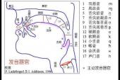 用“发音器官”造句