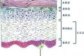 用“轻细”造句