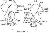 用“髂骨”造句