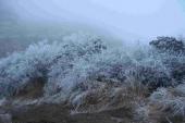 用“赛雪欺霜”造句