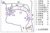 用“齿龈”造句