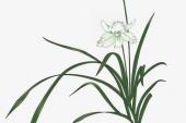 用“兰花草”造句