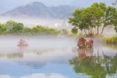 用“自顾自”造句