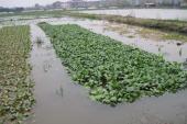 用“水涝”造句