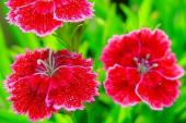 用“花红叶绿”造句