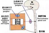 用“自主神经”造句