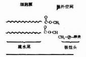 用“油脂”造句