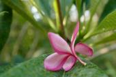 用“落花有意”造句