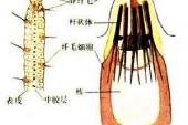 用“前庭”造句