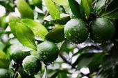 用“坐果”造句
