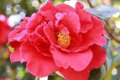 用“名花”造句