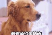 用“去吧”造句
