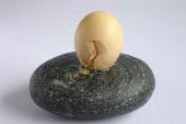 用“鸡蛋碰石头”造句