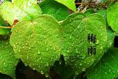 用“黄梅天”造句