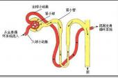 用“肾小管”造句