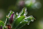 用“雨露之恩”造句