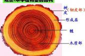 用“木质部”造句