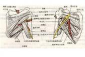 用“肩胛”造句