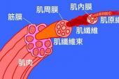用“筋膜”造句