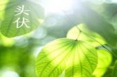 用“头伏”造句